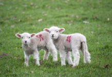 Miel, de Paşte? 4 ingrediente esenţiale pentru o masă delicioasă.