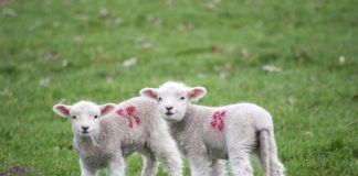 Miel, de Paşte? 4 ingrediente esenţiale pentru o masă delicioasă.