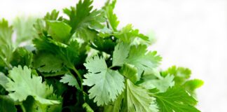 PĂTRUNJELUL | o farmacie într-o singură plantă