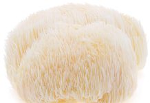 COAMA LEULUI | Lion’s mane | Hericium erinaceus